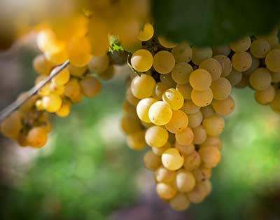 Grapes
