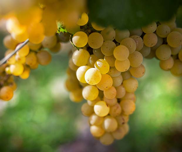 Grapes