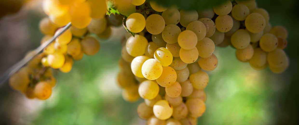 Grapes